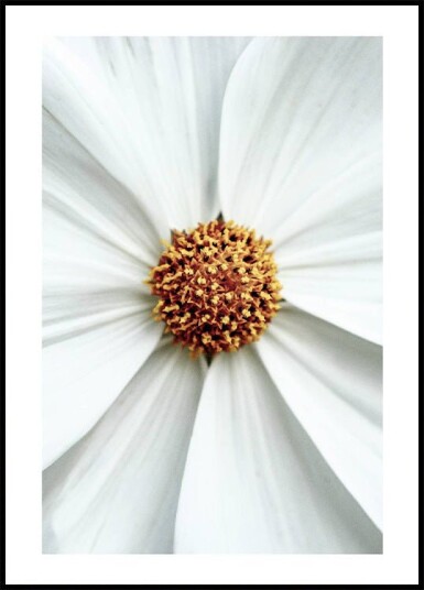 Daisy Close Up Flower Plakat Plakat / 100x150cm