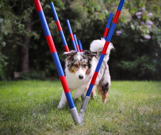 Procyon Agility Profi Slalom Justerbar Pro Serie Procyon Agility Profi Slalom Justerbar Pro Serie