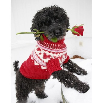 Valentino by DROPS Design Hundegenser Strikkeoppskrift str XS L
