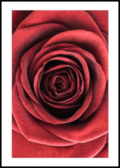 Red Rose Plakat Plakat / 100x150cm