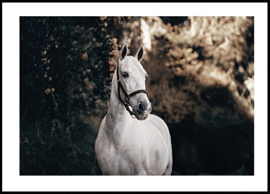 White Horse Plakat Plakat / 100x150cm