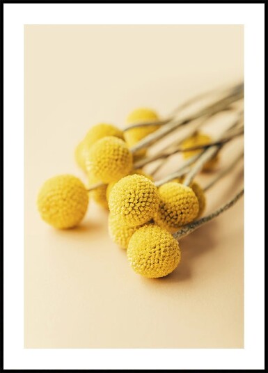 Craspedia Globosa Flowers Plakat Plakat / 30x40cm