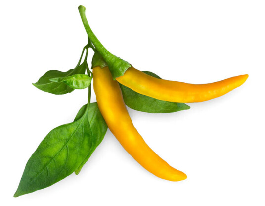 Click and Grow -Smart Garden Refill 3-pack Yellow Chili Pepper Click and Grow -Smart Garden Refill 3-pack Yellow Chili Pepper