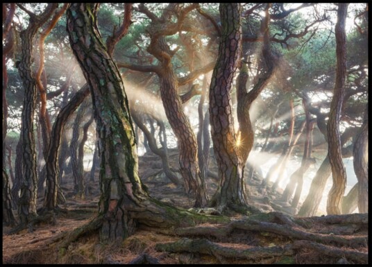 Misty Forest Sunbeams Plakat / 70x100 Misty Forest Sunbeams Plakat / 70x100