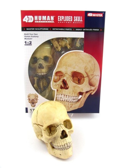 Robetoy Human Anatomy Skull 16 cm 26060 Robetoy Human Anatomy Skull 16 cm 26060