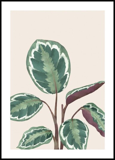 Variegated Green and Purple Plant Plakat Plakat / 21x30cm Variegated Green and Purple Plant Plakat Plakat / 21x30cm