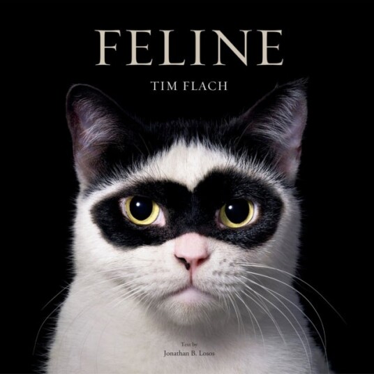 Feline