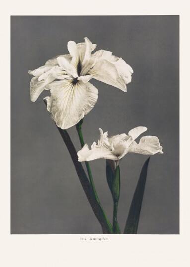Plakat Iris Kaempferi
