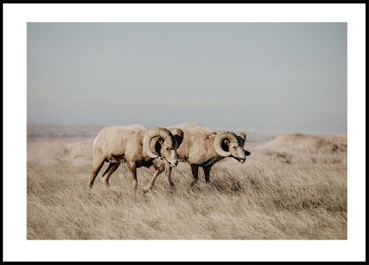 Bighorn Sheep in Field Plakat Plakat / 70x100cm Bighorn Sheep in Field Plakat Plakat / 70x100cm