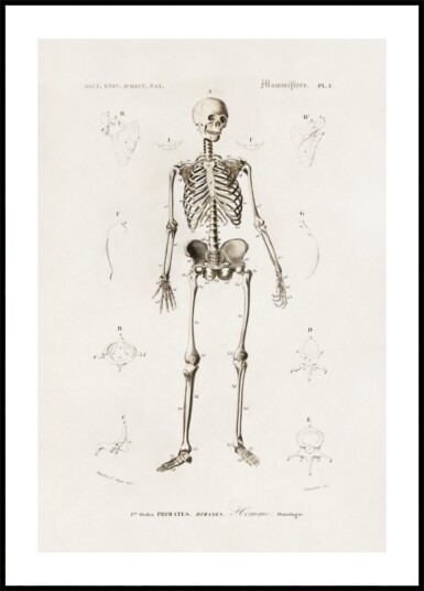 Human Skeleton Plakat / 30x40