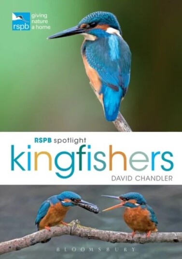 Rspb Spotlight Kingfishers Av David Chandler Rspb Spotlight Kingfishers Av David Chandler