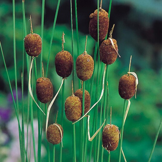 Sumpplante "Typha minima"