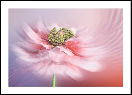 Blush Symphony Plakat Plakat / 21x30cm Blush Symphony Plakat Plakat / 21x30cm