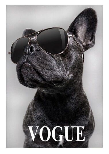 Stilig Hund Veggplakat