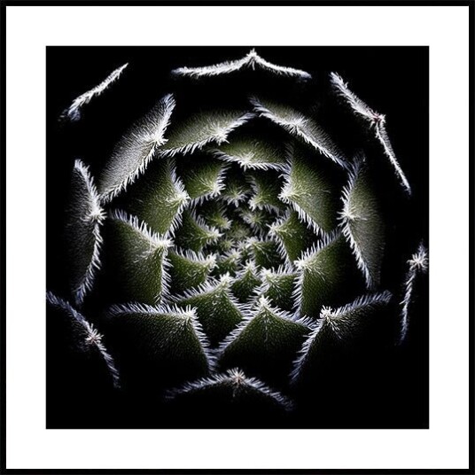 Sempervivum Rosette Poster Plakat / 30x30cm Sempervivum Rosette Poster Plakat / 30x30cm