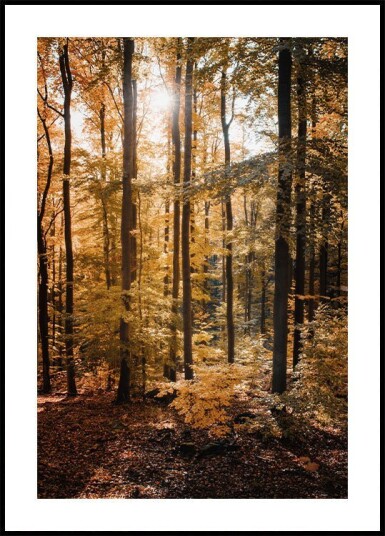 Golden Autumn Forest Plakat Plakat / 50x70cm Golden Autumn Forest Plakat Plakat / 50x70cm