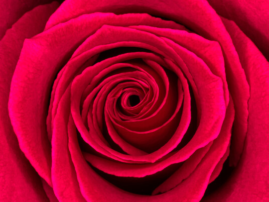 Rosa av Pauline Snoeijs