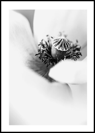 White Tulip Plakat Plakat / 70x100cm