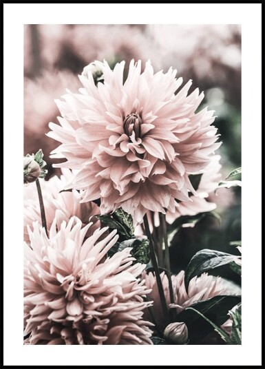 Soft Dahlia Bloom Plakat Plakat / 100x150cm
