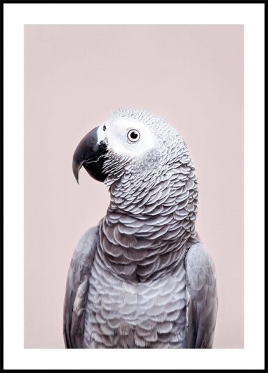 African Grey Plakat / 100x150cm African Grey Plakat / 100x150cm
