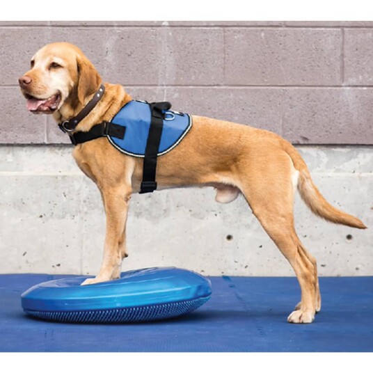 Fitpaws Balanseplate For Kjæledyr 36 cm Blå Fitpaws Balanseplate For Kjæledyr 36 cm Blå