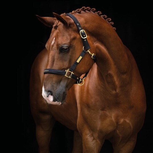Hansbo Sport halter Equestrian Life Black P (Full)