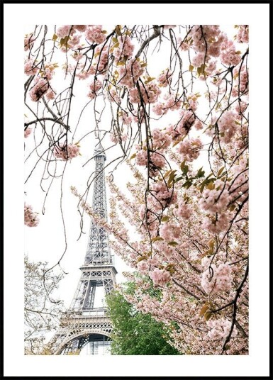 Spring Eiffel Tower With Bherry Blossoms Plakat Plakat / 21x30cm