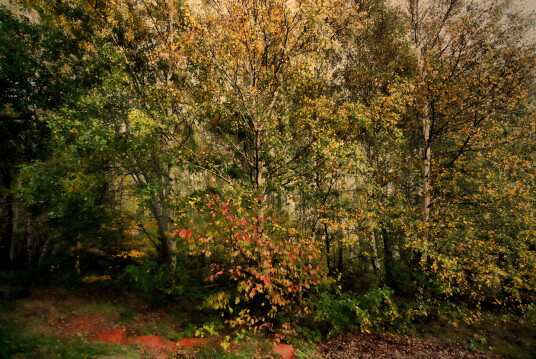Forest av Gustavo Orensztajn Forest av Gustavo Orensztajn