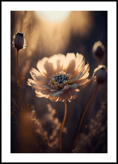 Sunlit Blossom Plakat / 70x100cm