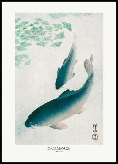 Carp Or Koi Plakat / 70x100