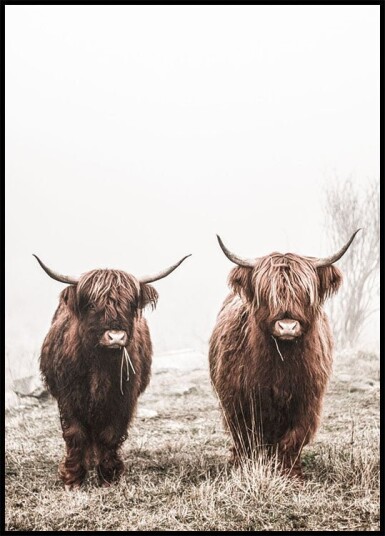 Scottish Highlanders Plakat Plakat / 40x50cm