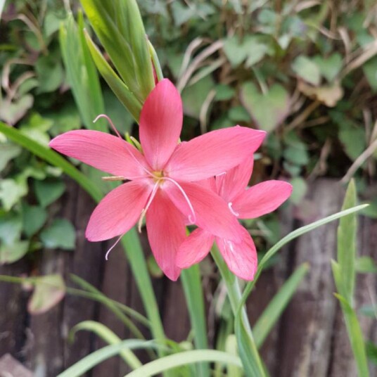 Sumpplante "Schizostylis c. 'Mrs Hegarty'"