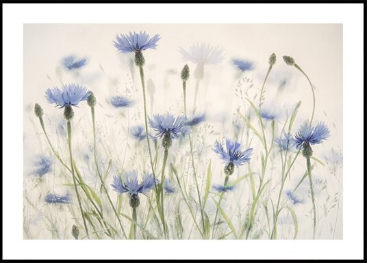 Cornflowers Poster Plakat / 21x30cm