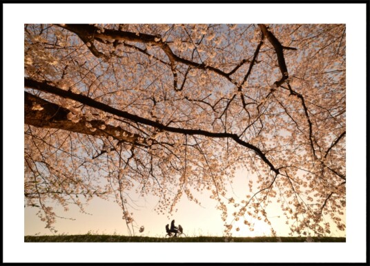 Cherry Blossoms Sunset Ride Plakat / 30x40 Cherry Blossoms Sunset Ride Plakat / 30x40