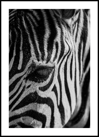 Zebra Eye Plakat Plakat / 70x100cm