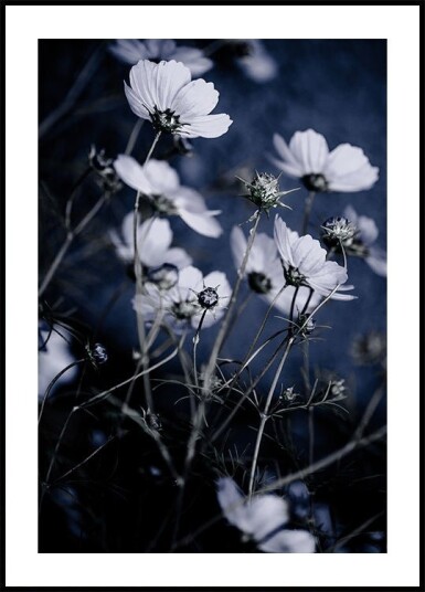 Wild Flowers 10 Plakat / 50x70cm