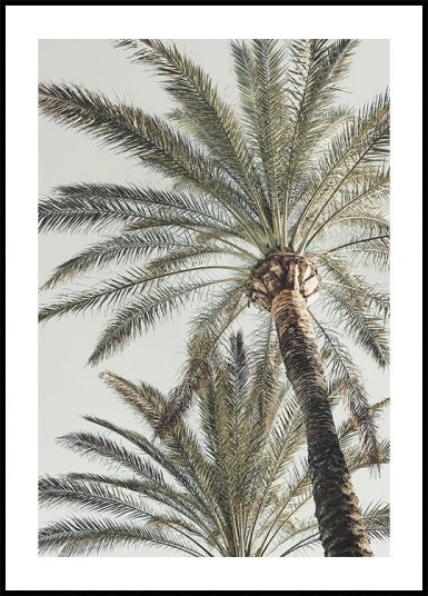Palm_005 Plakat / 21x30cm