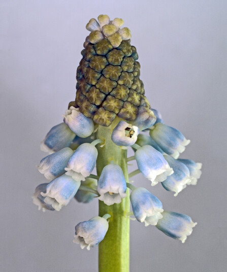 Muscari Botryoides av Pauline Snoeijs