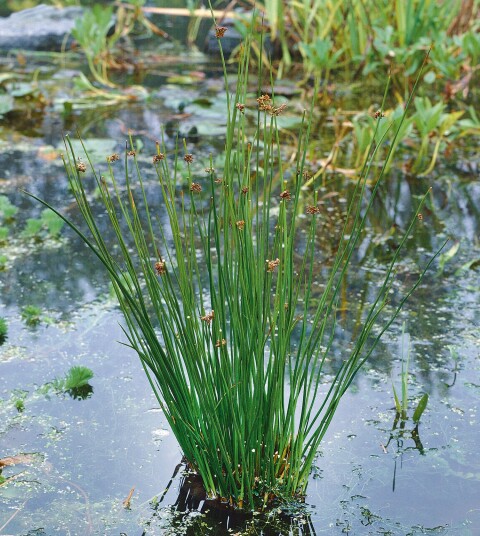 Sumpplante "Juncus effusus"