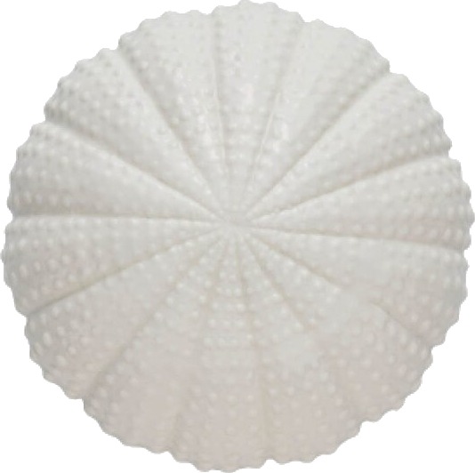 Lene Bjerre Shellille dekorasjon 8 cm hvit Lene Bjerre Shellille dekorasjon 8 cm hvit