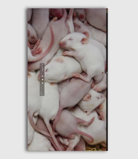 Rat Film 2016