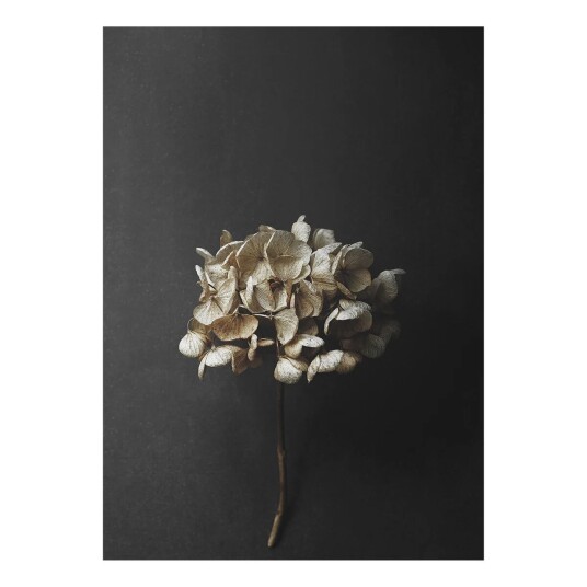 Paper Collective Stil Life 04 Hydrangea poster 50x70 cm