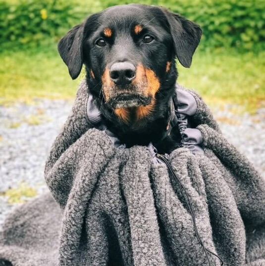 Canelana Cave Varmepose i Merinoull for Hund XS