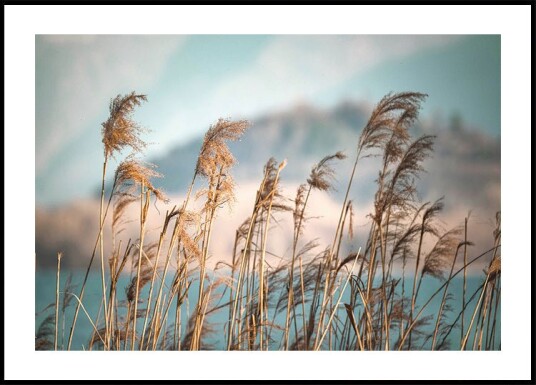 Reeds By The Lake Plakat Plakat / 50x70cm