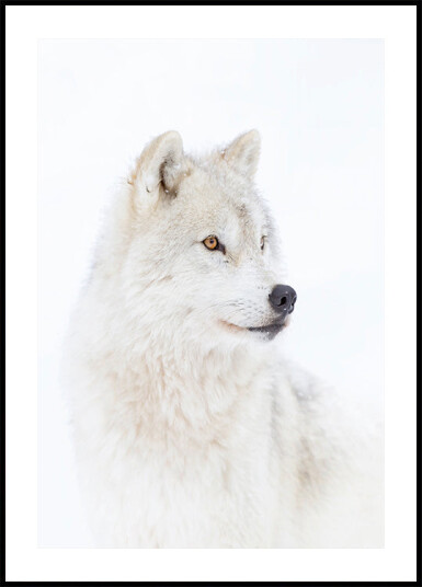 Portrait of an Arctic Wolf Plakat Plakat / 21x30cm