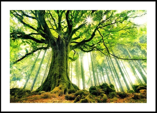 Christophe Kiciak Ponthus' Beech Plakat / 100x150cm