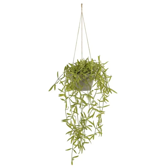 Mr Plant Hoya Hengeplante 20 cm Mr Plant Hoya Hengeplante 20 cm