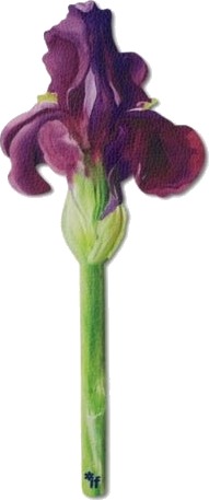 Flower Bookmarks   Painted Iris