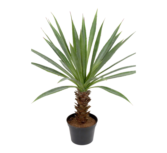 Mr. Plant Agave