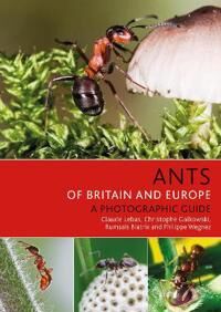 Ants Of Britain And Europe Av Claude Lebas, Christophe Galkowski, Rum Blatrix